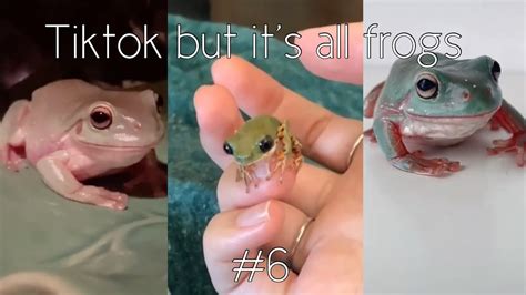 sitting frog meme|frog sitting meme tiktok.